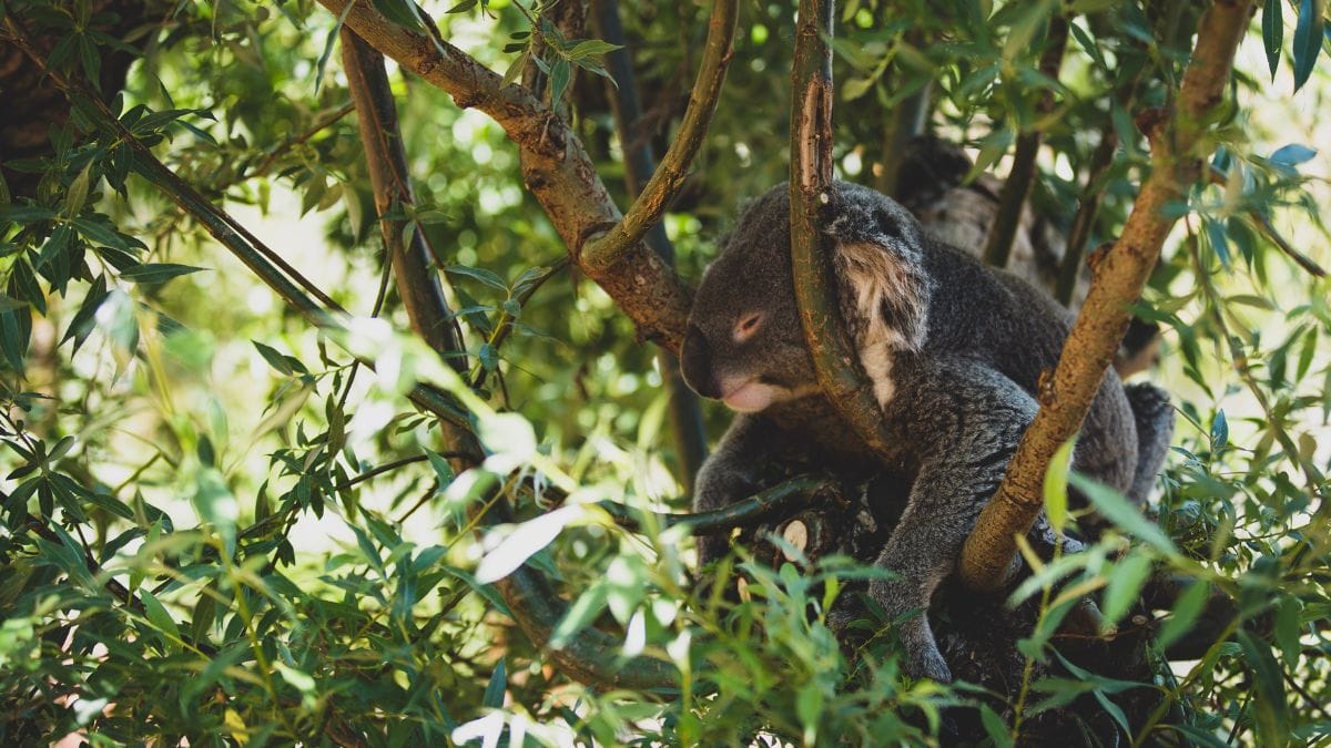 The zoos in the UK with koala bears revealed Unifresher