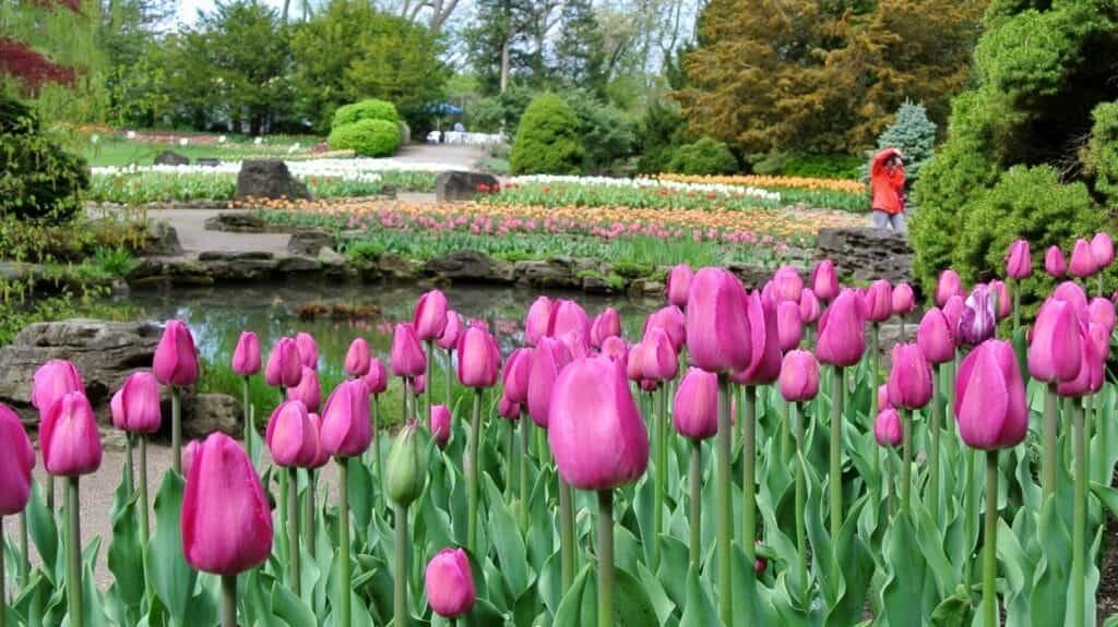 The Botanical Gardens at Royal Victoria Park