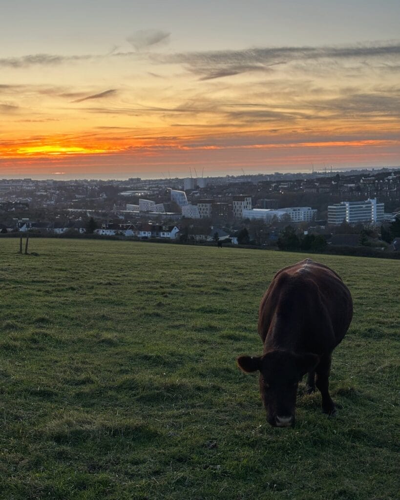 University of Brighton or Sussex