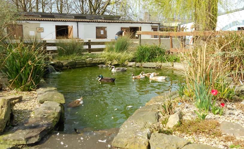 Windmill Hill City Farm