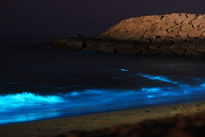 Try and spot the bioluminescent plankton!
