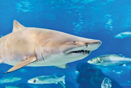 Student discount at the SEA LIFE Centre Brighton